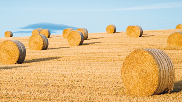 Balle di paglia in un campo coltivato.